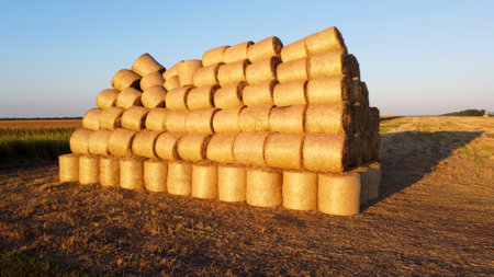 Dried cut straw in large round bales together on field after mowing and harvesting wheat at sunset and dawn. Flying over bales straw lying with long shadows on field. Large tall wall of straw bales.の写真素材