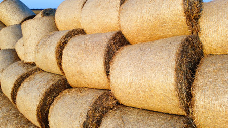 Many bales of wheat straw rolls on wheat field after wheat harvest on sunset dawn. Flying over bales...