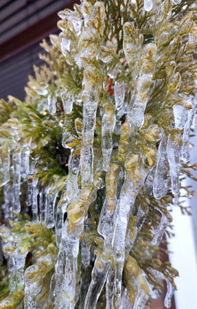 Icicles on evergreen thuja branches close-up. Icicles from water ice on leaves of bush tree on...