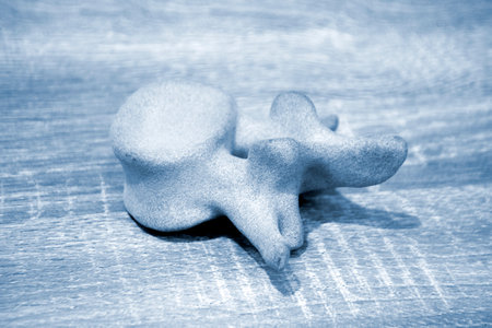Prototype model of human vertebra 3D printed from polyamide powder. Technology Multi Jet Fusion MJF....