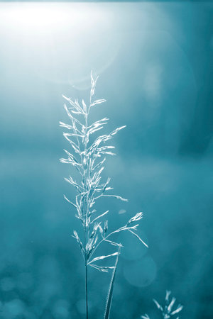 Blooming grass green stem closeup on blurry background with sunny beams of shining sun. Sunny summer...
