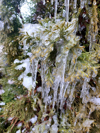 Very long icicles on evergreen thuja branches close-up. Icicles from water ice on leaves of bush...