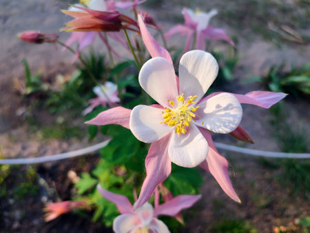 Flower Aquilegia. Blooming flower with white pink petals, yellow stamens on green stem, drops of dew in summer spring. Flowering plant. Spring summer Backgroundの写真素材
