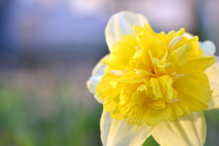 Large large yellow narcissus flower on green stem with green leaves growing in black ground on sunny spring day. Cultivated varietal flower daffodil. Blooming flower, petals and stamens. Plants natureの写真素材