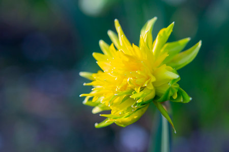 Large large yellow narcissus flower on green stem with green leaves growing in black ground on sunny spring day. Cultivated varietal flower daffodil. Blooming flower, petals and stamens. Plants natureの写真素材