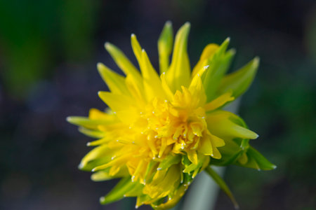 Large large yellow narcissus flower on green stem with green leaves growing in black ground on sunny spring day. Cultivated varietal flower daffodil. Blooming flower, petals and stamens. Plants natureの写真素材