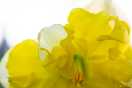 Large large yellow narcissus flower on green stem with green leaves growing in black ground on sunny spring day. Cultivated varietal flower daffodil. Blooming flower, petals and stamens. Plants natureの写真素材