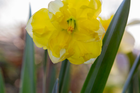 Large large yellow narcissus flower on green stem with green leaves growing in black ground on sunny spring day. Cultivated varietal flower daffodil. Blooming flower, petals and stamens. Plants natureの写真素材