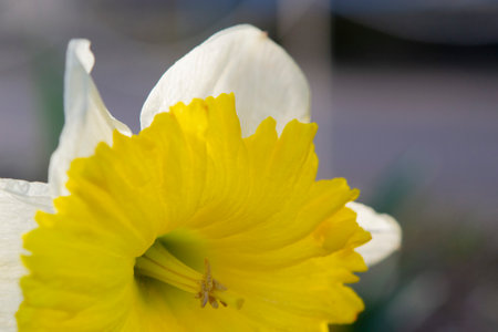 Large large yellow narcissus flower on green stem with green leaves growing in black ground on sunny spring day. Cultivated varietal flower daffodil. Blooming flower, petals and stamens. Plants natureの写真素材