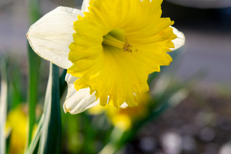 Large large yellow narcissus flower on green stem with green leaves growing in black ground on sunny spring day. Cultivated varietal flower daffodil. Blooming flower, petals and stamens. Plants natureの写真素材