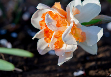 Narcissus close up. Beautiful flower with white orange petals, stamens and green leaves grows in ground on sunny spring day. Selection breeding. Artificially bred plant. Cultivated varietal daffodilの写真素材