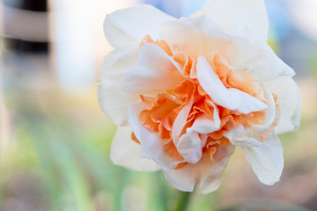 Narcissus close up. Beautiful flower with white orange petals, stamens and green leaves grows in ground on sunny spring day. Selection breeding. Artificially bred plant. Cultivated varietal daffodilの写真素材