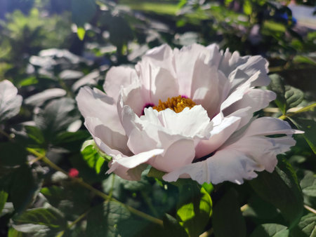 Beautiful large white tree peony flower. Blooming Tree peony flower with large white petals, yellow stamens and green leaves on a sunny day. Spring flowers blooming. Floriculture. Flowerbed in bloom.の写真素材