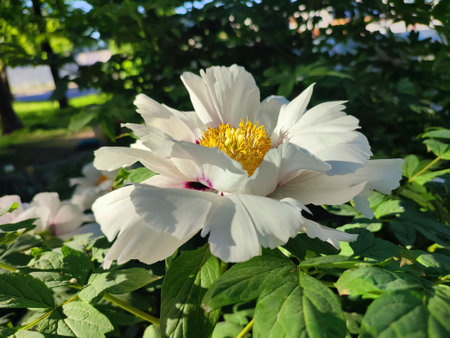 Beautiful large white tree peony flower. Blooming Tree peony flower with large white petals, yellow stamens and green leaves on a sunny day. Spring flowers blooming. Floriculture. Flowerbed in bloom.の写真素材