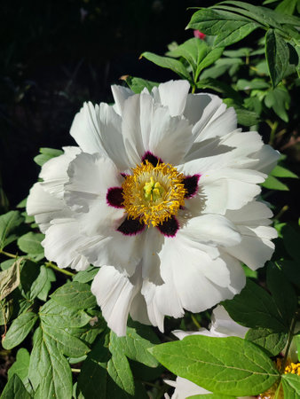 Beautiful large white tree peony flower. Blooming Tree peony flower with large white petals, yellow stamens and green leaves on a sunny day. Spring flowers blooming. Floriculture. Flowerbed in bloom.の写真素材