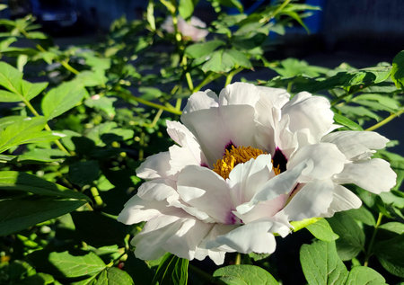 Beautiful large white tree peony flower. Blooming Tree peony flower with large white petals, yellow stamens and green leaves on a sunny day. Spring flowers blooming. Floriculture. Flowerbed in bloom.の写真素材