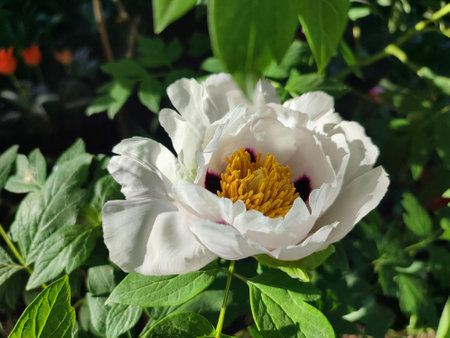 Beautiful large white tree peony flower. Blooming Tree peony flower with large white petals, yellow stamens and green leaves on a sunny day. Spring flowers blooming. Floriculture. Flowerbed in bloom.の写真素材