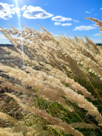 Many stems with dry feather grass flowers swaying in the wind in a field on sunny summer day. Bush...