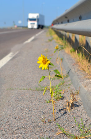 Sunflower flower growing on side road on sunny day. Blooming yellow flower on green stem with leaves growing on edge of road and cars passing by on sunny day. Concept of purposefulness, determinationの写真素材