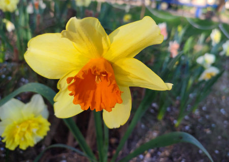 Narcissus close up. Beautiful flower with white orange petals, stamens and green leaves grows in...