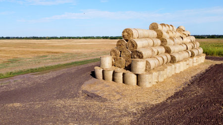 Many bales of rolls of dry straw after wheat harvest on field. Bales in form of rolls of yellow...