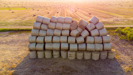 Many twisted dry wheat straw in roll bales on field during sunset sunrise. Large bales of straw...