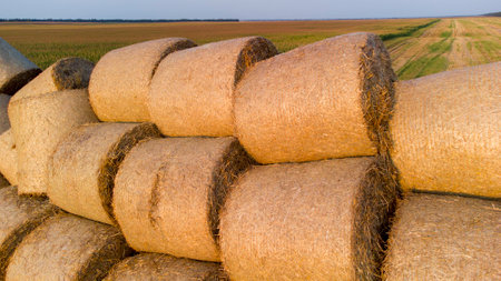 Many bales of wheat straw rolls on wheat field after wheat harvest on sunset dawn. Flying over bales...