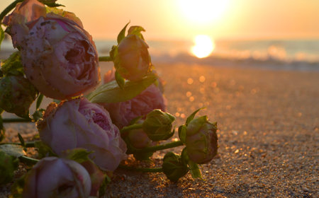 Rose flowers lying on sand of beach of sea shore coast at sunset dawn close-up. Blossoming blooming flowers of pink roses on sand of sea coast with setting rising sun. Romance mood romantic conceptの写真素材