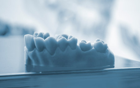 Prototype of human jaw gums and teeth printed on 3D printer from hardened rubber. Model of human lower gum with teeth created on 3D printer from hardened rubber under influence of ultraviolet light.の写真素材