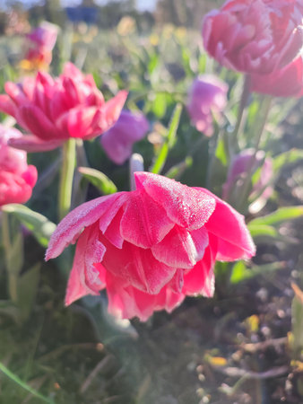 Blooming tulip close-up. Blooming tulip flower with pink petals and frost on a sunny spring morning....