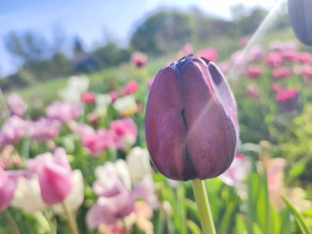 Varietal blooming tulip close up. Growing blossoming flower with red burgundy petals on background blurred multicolored flowering flowers on sunny spring day. Sunlight Natural backgroundの写真素材