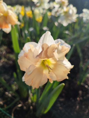 Blooming narcissus flower on sunny spring day. Varietal flower of narcissus variety Apricot Whirl. Pink white petals in inflorescence with stamens on green stem leaves in ground and shining sun raysの写真素材