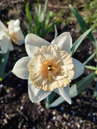 Blooming flower of narcissus variety Petit Four close up. White and yellow petals in inflorescence with stamens on stem with leaves in ground on sunny spring day. Selection breeding of flowers. Natureの写真素材