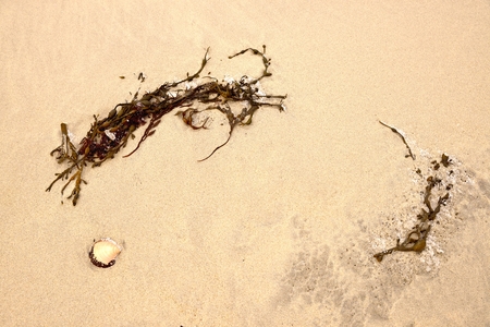 Seaweed and seashell on a light yellow sand.の写真素材