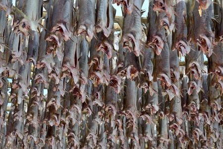 Drying of salted cod in spring in Norway.