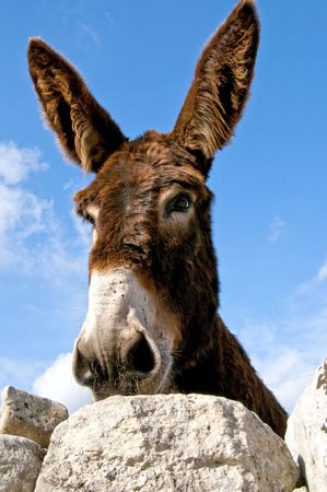 group of donkeys near the wall of stones with grass and sky backgroundの写真素材
