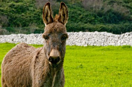 group of donkeys near the wall of stones with grass and sky backgroundの写真素材