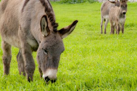group of donkeys near the wall of stones with grass and sky backgroundの写真素材