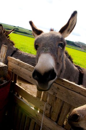 group of donkeys near the wall of stones with grass and sky backgroundの写真素材