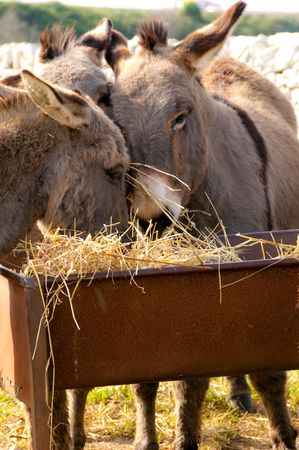 group of donkeys near the wall of stones with grass and sky backgroundの写真素材