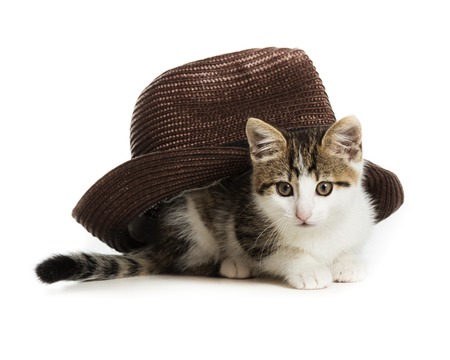 A small kitten sits under a brown hatの写真素材