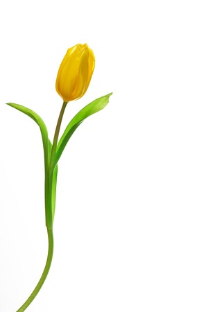 Bright yellow tulips isolated on white backgroundの写真素材