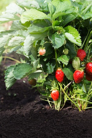 Ripe strawberries ripened on the bush in the gardenの写真素材