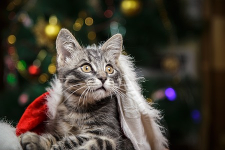 Little kitten in a Santa Claus hatの写真素材
