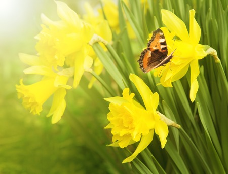 Flowering daffodils. Butterfly urticaria sits on a flowerの写真素材