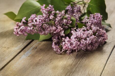 The branch of a lilacの写真素材