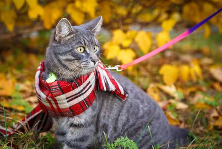Cute gray cat on a walk in the autumn parkの写真素材