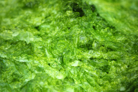 algaeの写真素材