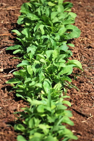 arugula ecological orchardの写真素材