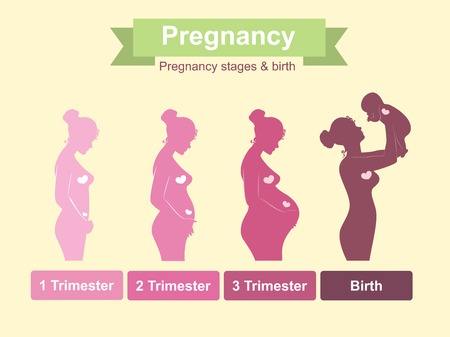 Pregnancy stages, trimesters and birth, pregnant woman and baby. Infographic elementsのイラスト素材